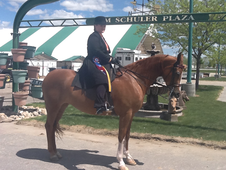 horse 2014 028